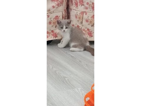 British bicolor güzel kızımız