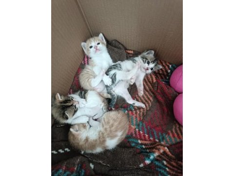 1 aylık tatlı mı tatlı yavru kedilerimiz