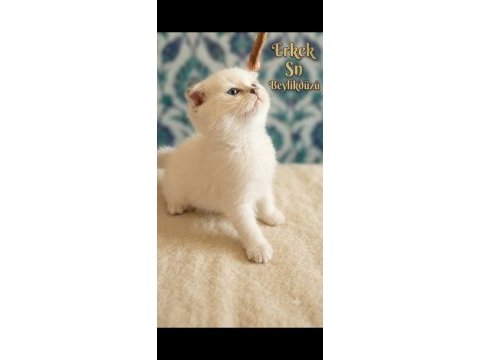 Scottish fold kediler