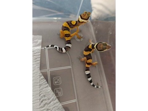 Leopar gecko yavru