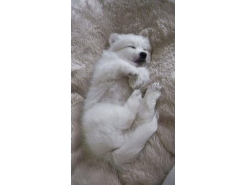 60 65 günlük samoyed yavruları