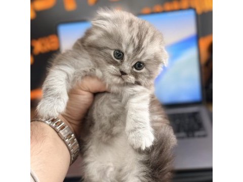 Scottish fold longhair özel renk ırk garantili dişi