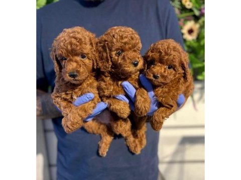 Efsane yavru poodle köpeklerimiz