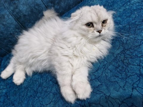 Upuzun tüylü scottish british longhair