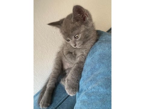 27 temmuz doğumlu gri scottish fold yavrular