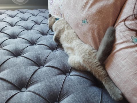 4 aylık scottish fold