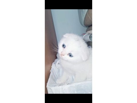 Top surat ponçik scottish fold teslime hazır