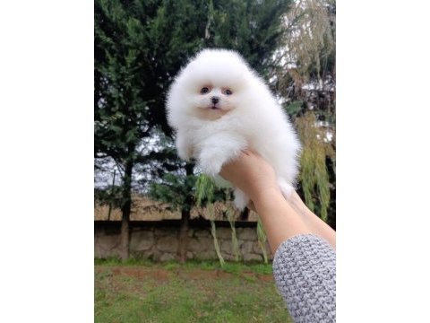 Köpeğimiz büyümeyen 0 numara teacup safkan dişi
