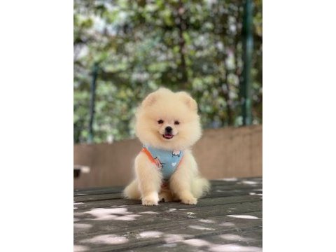 Pomeranian boo