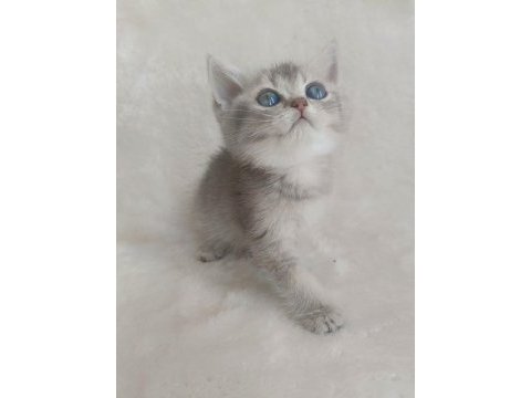 Minicik bebiş kediler