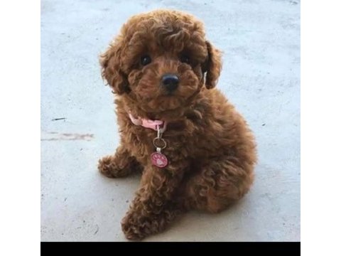 Toy poodle kendi yavrularımız uygun verilecek