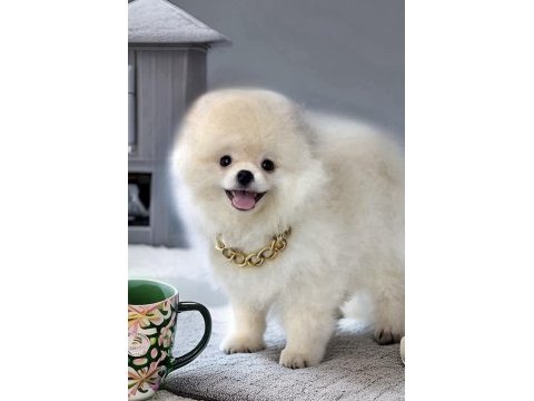 Beyaz renk ayı surat pomeranian boo 2 aylık erkek yavrum