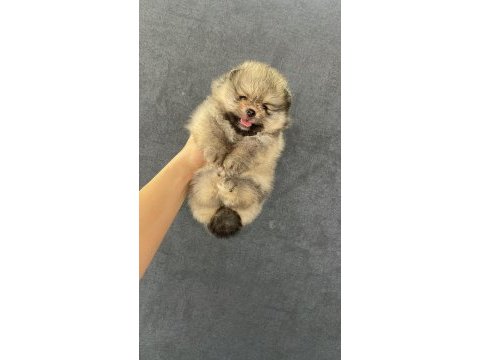 Pomeranian orjinal köpekler