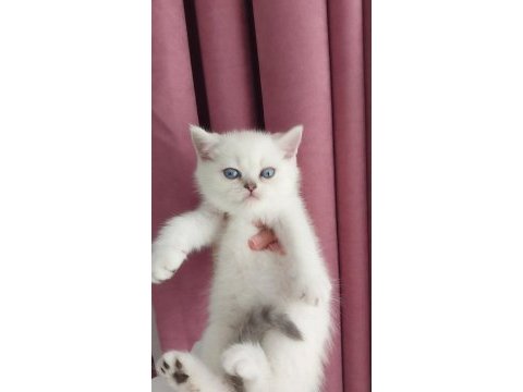 Teslime hazır erkek british shorthair yavrularımız