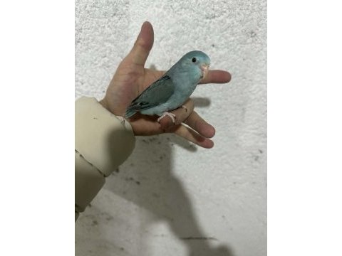 Yavru forpus papağanlarımız 