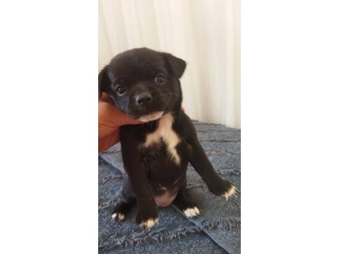 1 aylik jack russell terrier yavru köpekler
