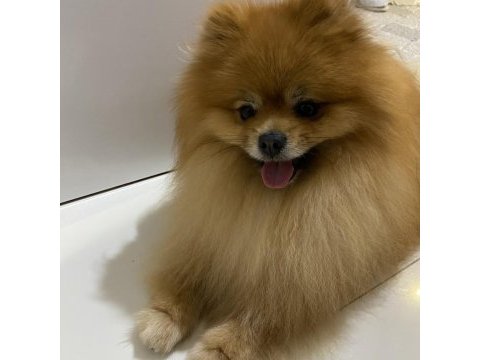 Şecereli pomeranian erkeğimize eş arıyoruz