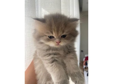 British golden shorthair/longhair erkek dişi