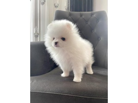 Dişi yavrumuz pomeranian boo teacup sahibini arıyor