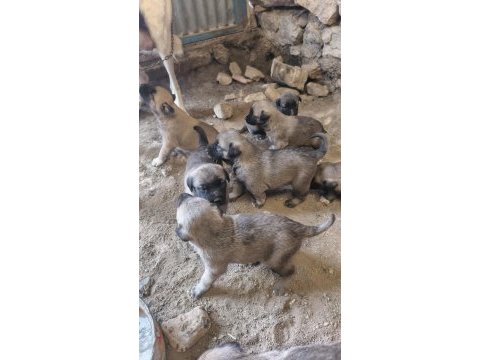 Orjinal sivas kangal yavruları