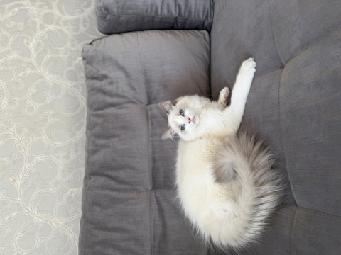 4.5 aylık şecereli show kalite ragdoll yavrusu