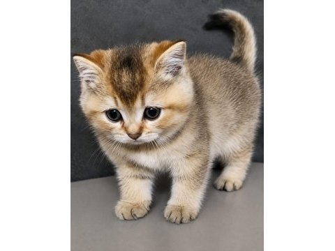 Çok uygun golden british shorthair bebekler