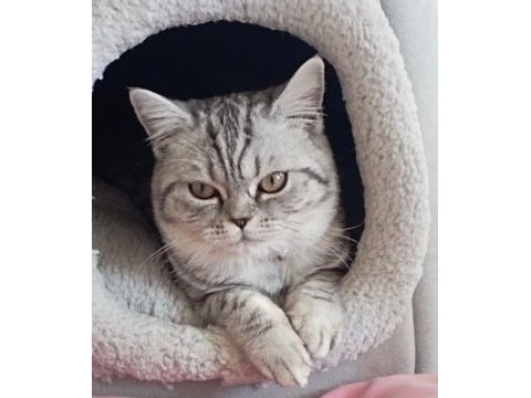 British shorthair silver tabby