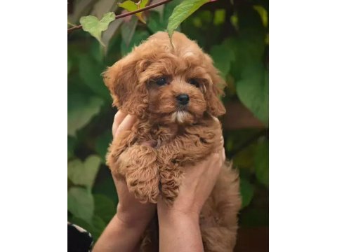 Baby face maltipoo yavrularımız