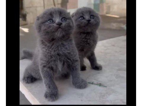 Scottish fold yavrular