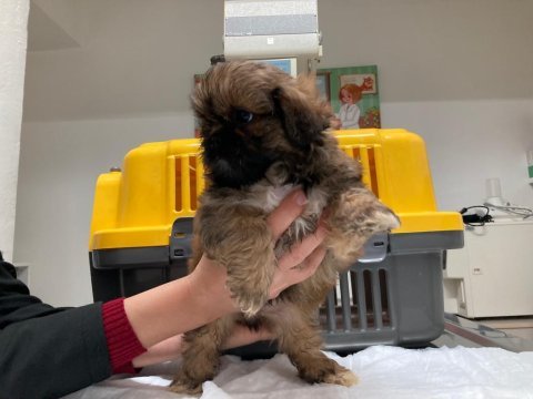 Shih tzu yavru antalya