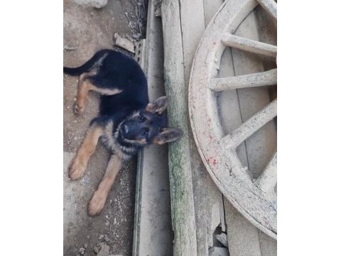 Anne ve baba şecereli showline alman kurdu 75 günlük