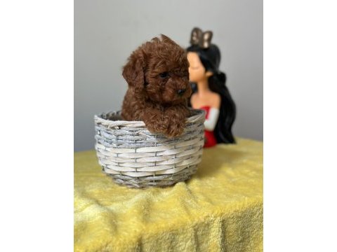 Kıvırcık tüy yumağı toy poodle yavrularım