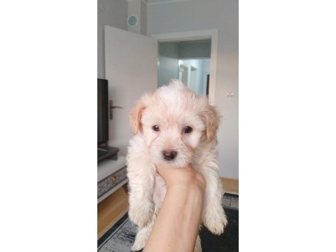 Ankara maltipoo