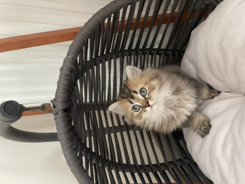 British longhair oğlumuza yuva arıyoruz