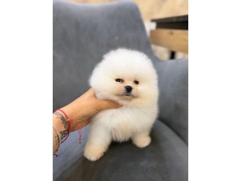 Show kalite ayı surat pomeranian yavrularımız