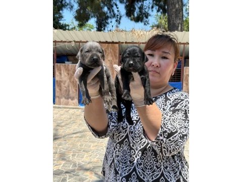 Cane corso köpekler