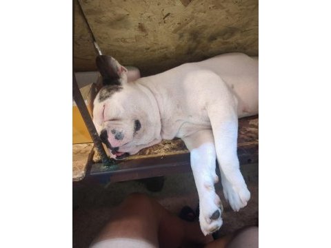 Çok akılı bir dost köpeğimiz mecburiyetten veriyorum