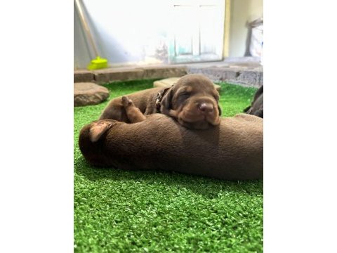 Europan üst düzey doberman yavrular