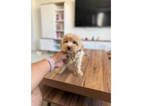 Safkan aşılı ve çiş eğitimli maltıpoo bebekler 