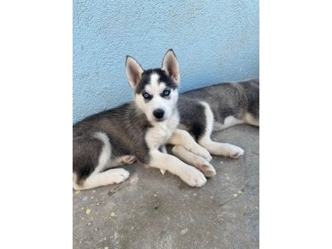 Uyguna safkan sibirya kurdu husky yavruları
