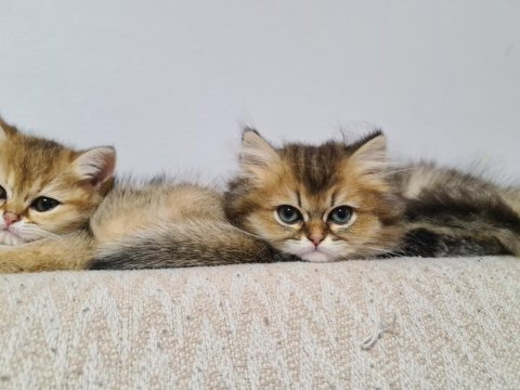 Yakışıklı oğlum british longhair
