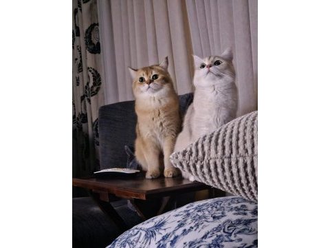 Rezerveye uygun british shorthair yavrular