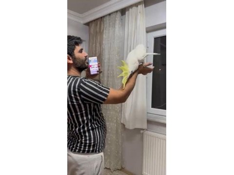 Böylesi yok kakadu papağanı