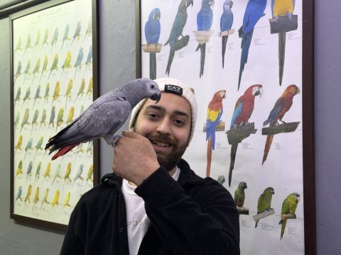 Geveze eğitimli çok konuşan jako papağanı