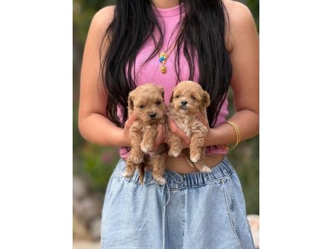 Aşılı çiş eğitimli maltıpoo  bebekler 