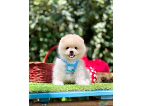 Pomeranian yavruları
