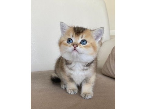 Tatlı mı tatlı british shorthair yavrular