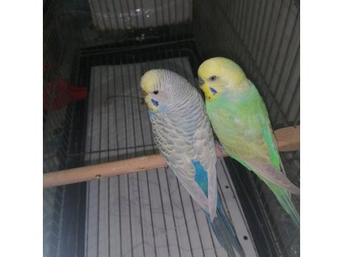Çift rainbow muhabbet kuşu