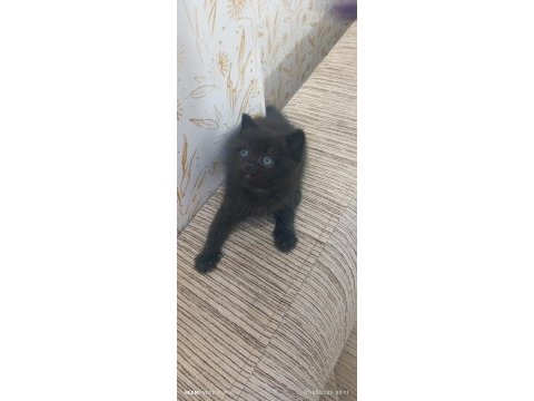 British shorthair en uygunu