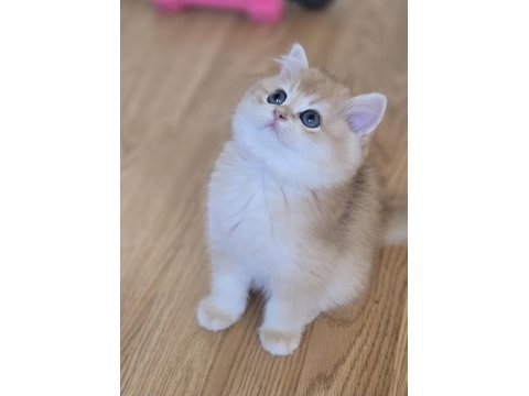 Mükemmel kalitede british shorthair yavrular